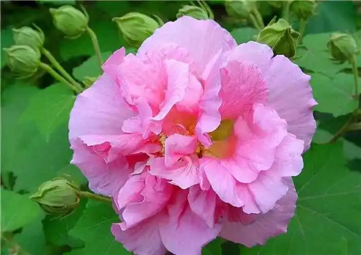 芙蓉花是一年生还是多年生植物?