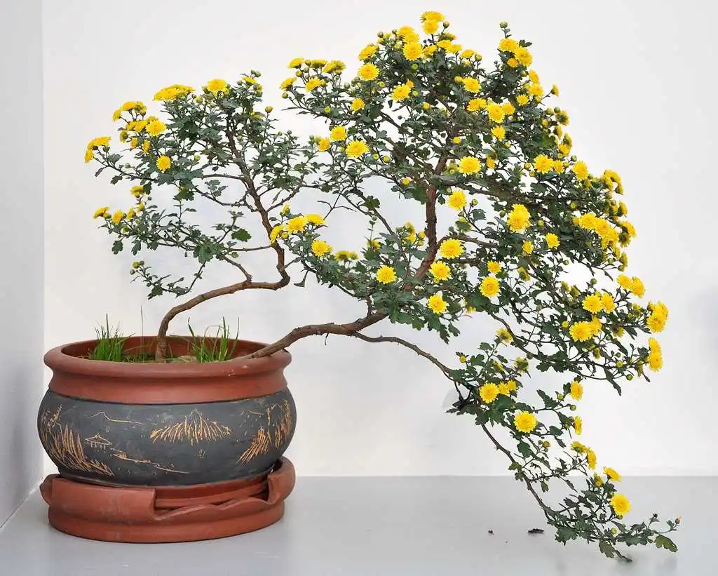 菊花盆景创意无限,造型方法与养护技巧分享