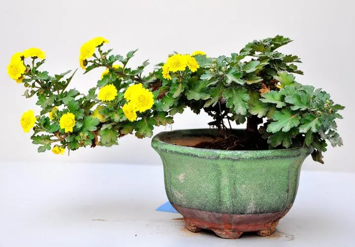 菊花盆景创意无限,造型方法与养护技巧分享