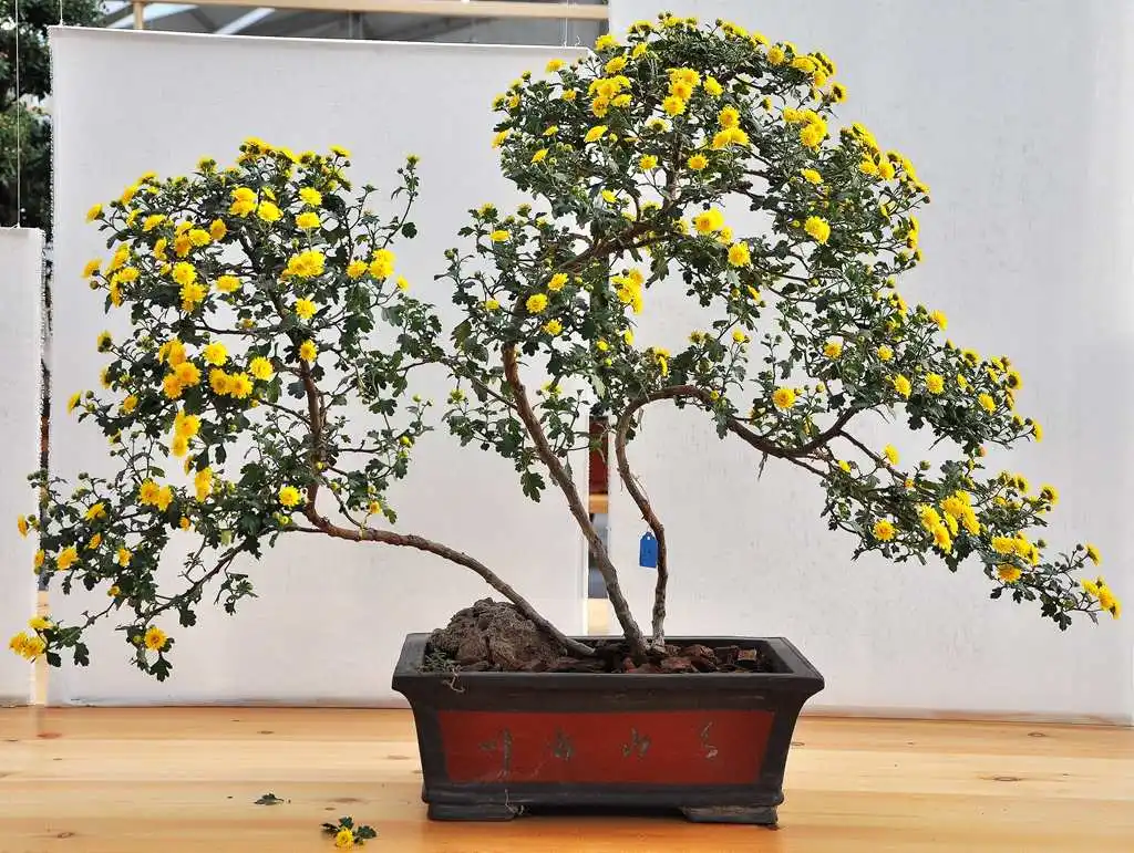 菊花盆景创意无限,造型方法与养护技巧分享