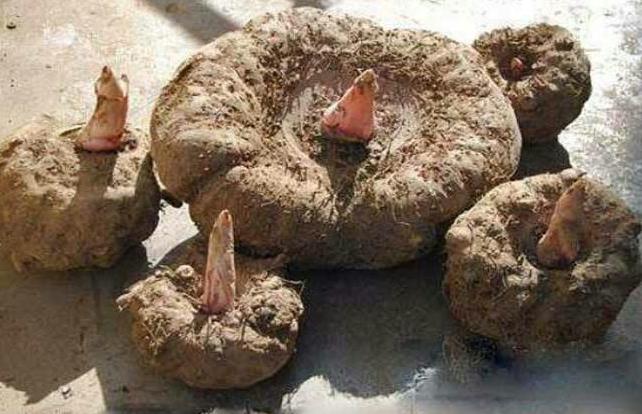 <b>白毛磨芋是哪里原产种植？白毛磨芋独特魅力与价值介绍</b>