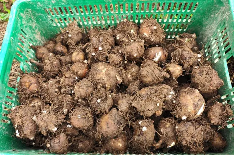白毛磨芋是哪里原产种植?白毛磨芋独特魅力与价值介绍