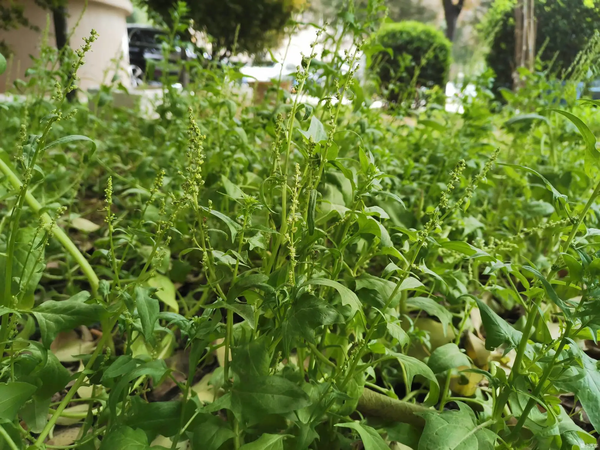 菠菜也开花?从绿叶到繁花的生命奇迹
