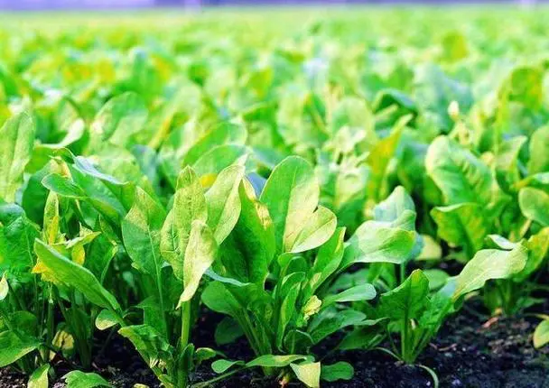 菠菜也开花?从绿叶到繁花的生命奇迹