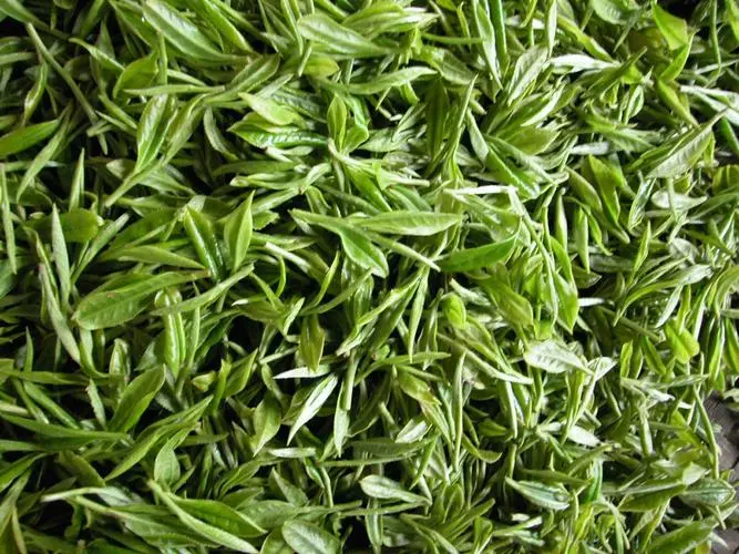 有机绿茶是什么茶?独特魅力引领茶饮市场潮流