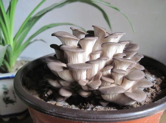 <b>家庭DIY：盆栽蘑菇种植技术与管理方法有哪些？</b>