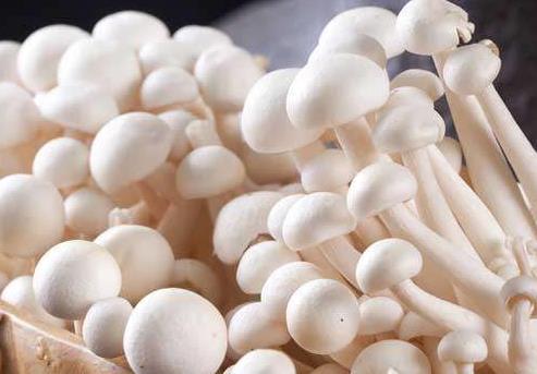 <b>不输金针菇的美味！八种与金针菇相似的蘑菇品种</b>