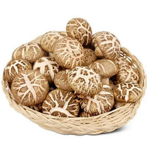 不输金针菇的美味!八种与金针菇相似的蘑菇品种