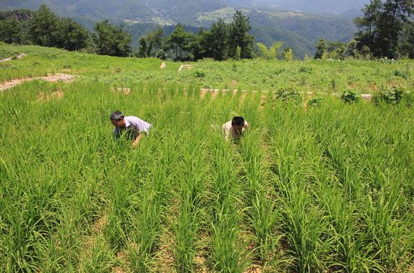 <b>旱地水稻品种介绍，多样选择，管理有方</b>