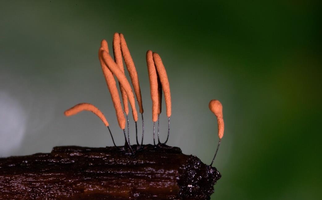 微观菌种世界:不起眼的锈发网菌形态与药独特价值