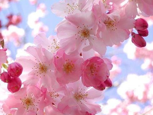 <b>春日花语：樱花与桃花的风情你偏爱哪一种？</b>