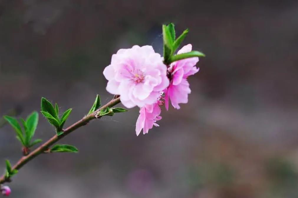 <b>桃花知识百科：桃花怎么分辨雌蕊和雄蕊</b>