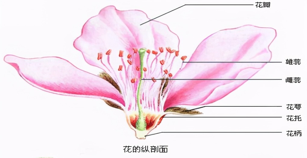 桃花知识百科:桃花怎么分辨雌蕊和雄蕊