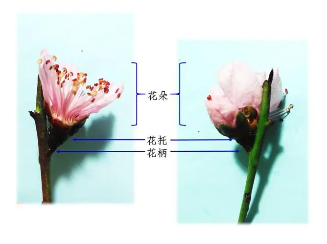 桃花知识百科:桃花怎么分辨雌蕊和雄蕊