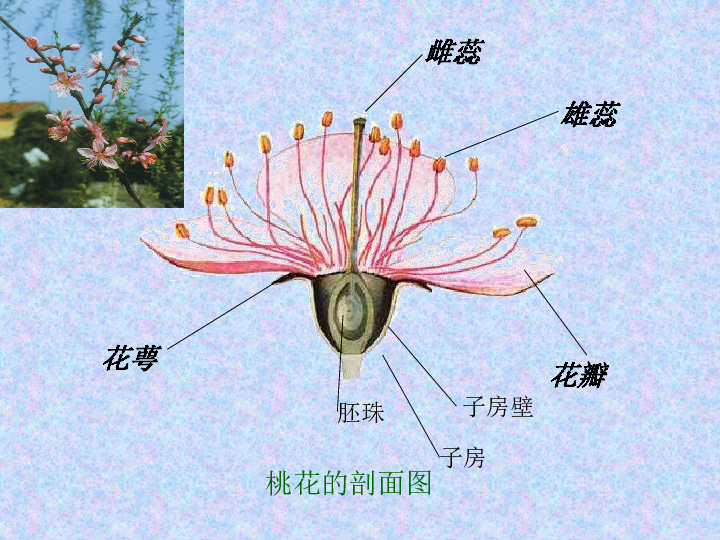 桃花知识百科:桃花怎么分辨雌蕊和雄蕊