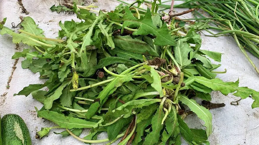 蒲公英不只是野花,更是营养丰富的美味野菜