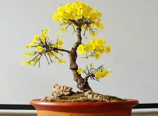 一枝独秀迎春来:迎春花如何培养成老桩盆景艺术