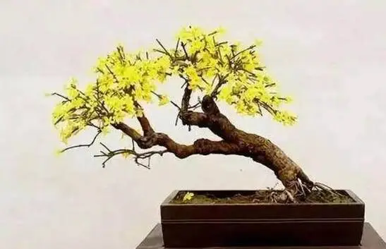 一枝独秀迎春来:迎春花如何培养成老桩盆景艺术