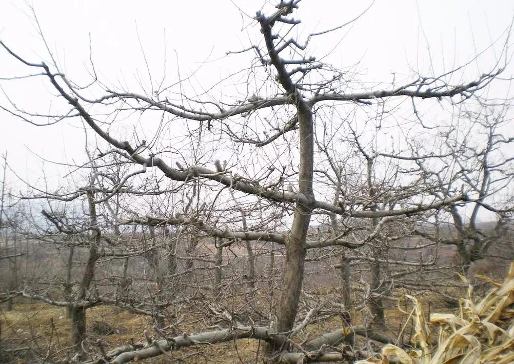 果园管理指南:苹果树秋季修剪重要还是冬季重要?