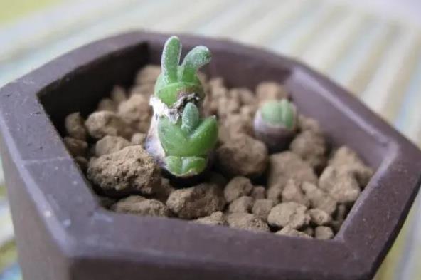 <b>碧光环的兔耳朵美学：保持短小的秘诀揭晓</b>