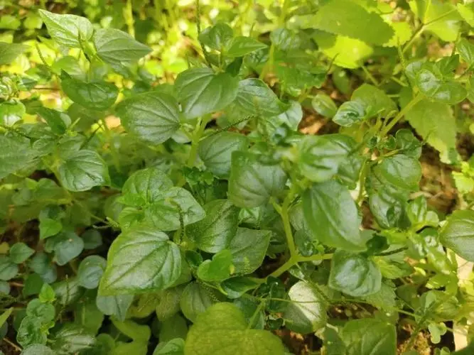 自然之美:草胡椒的魅力与实用价值