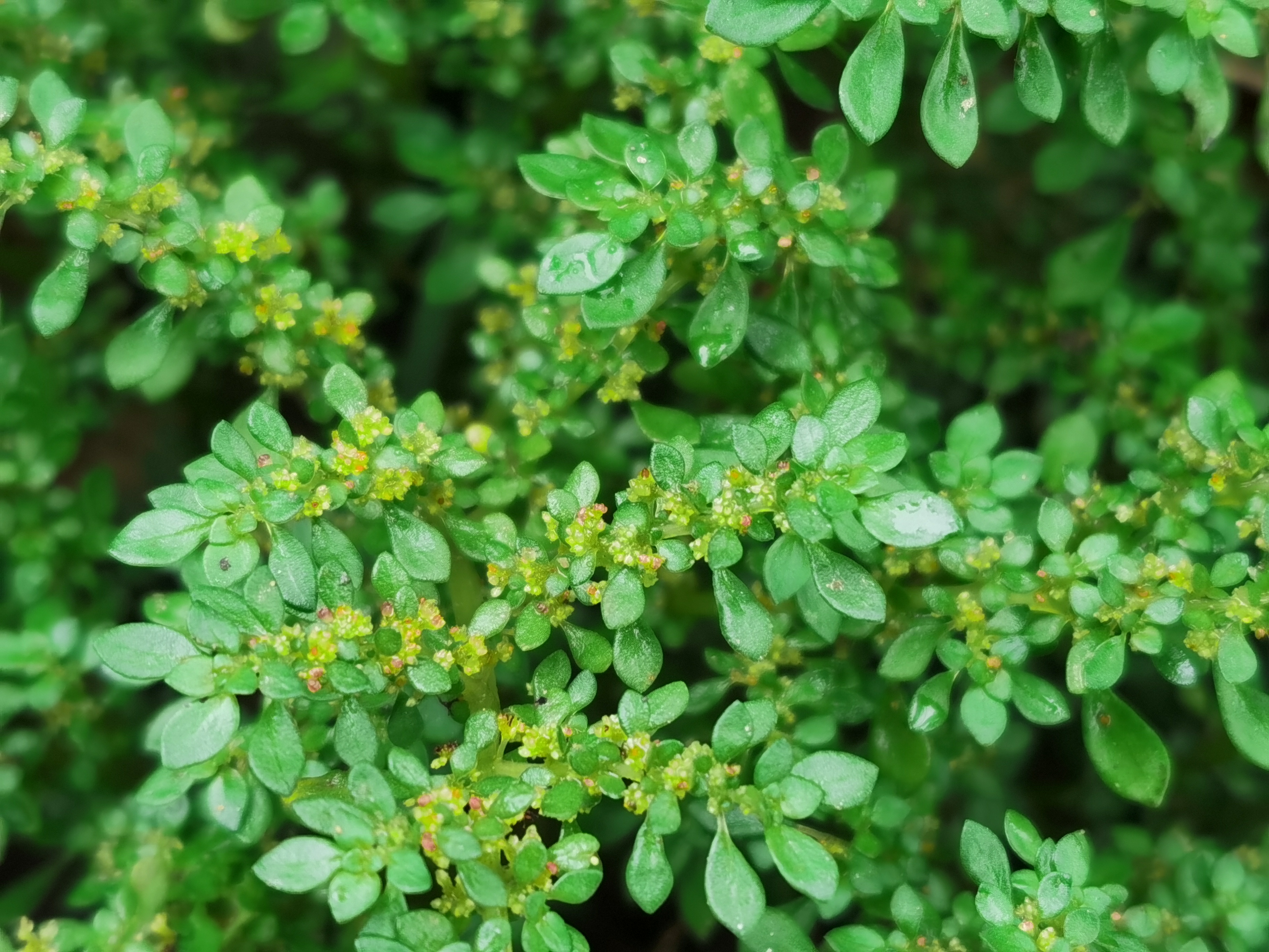 小叶冷水花:容易栽培且功效多样的药用观赏植物