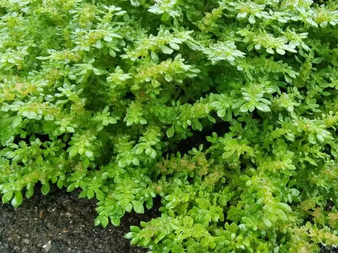 小叶冷水花:容易栽培且功效多样的药用观赏植物
