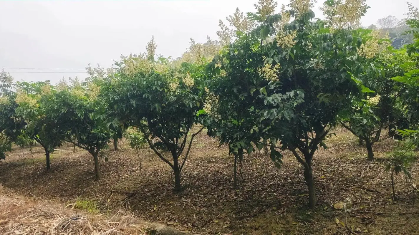 黄皮果树种植几年挂果?