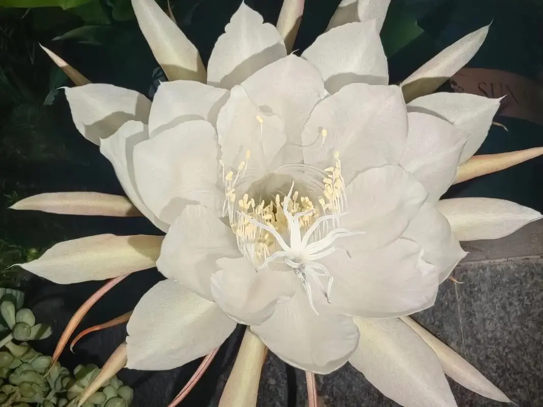 夜之精灵-昙花为什么在晚上开花?