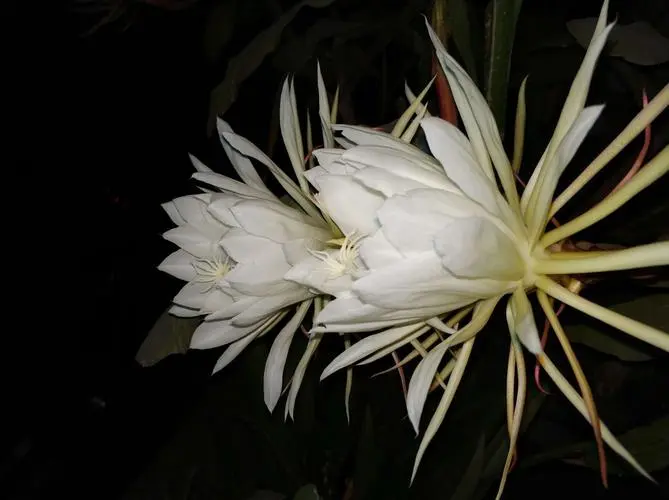 夜之精灵-昙花为什么在晚上开花?