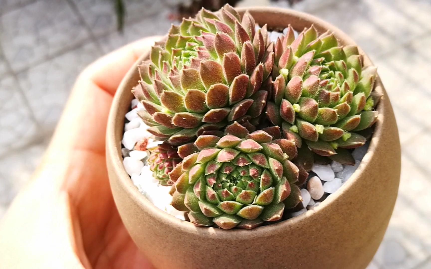 草莓卷娟的秋日变身记:养护技巧大放送