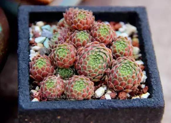 草莓卷娟的秋日变身记:养护技巧大放送
