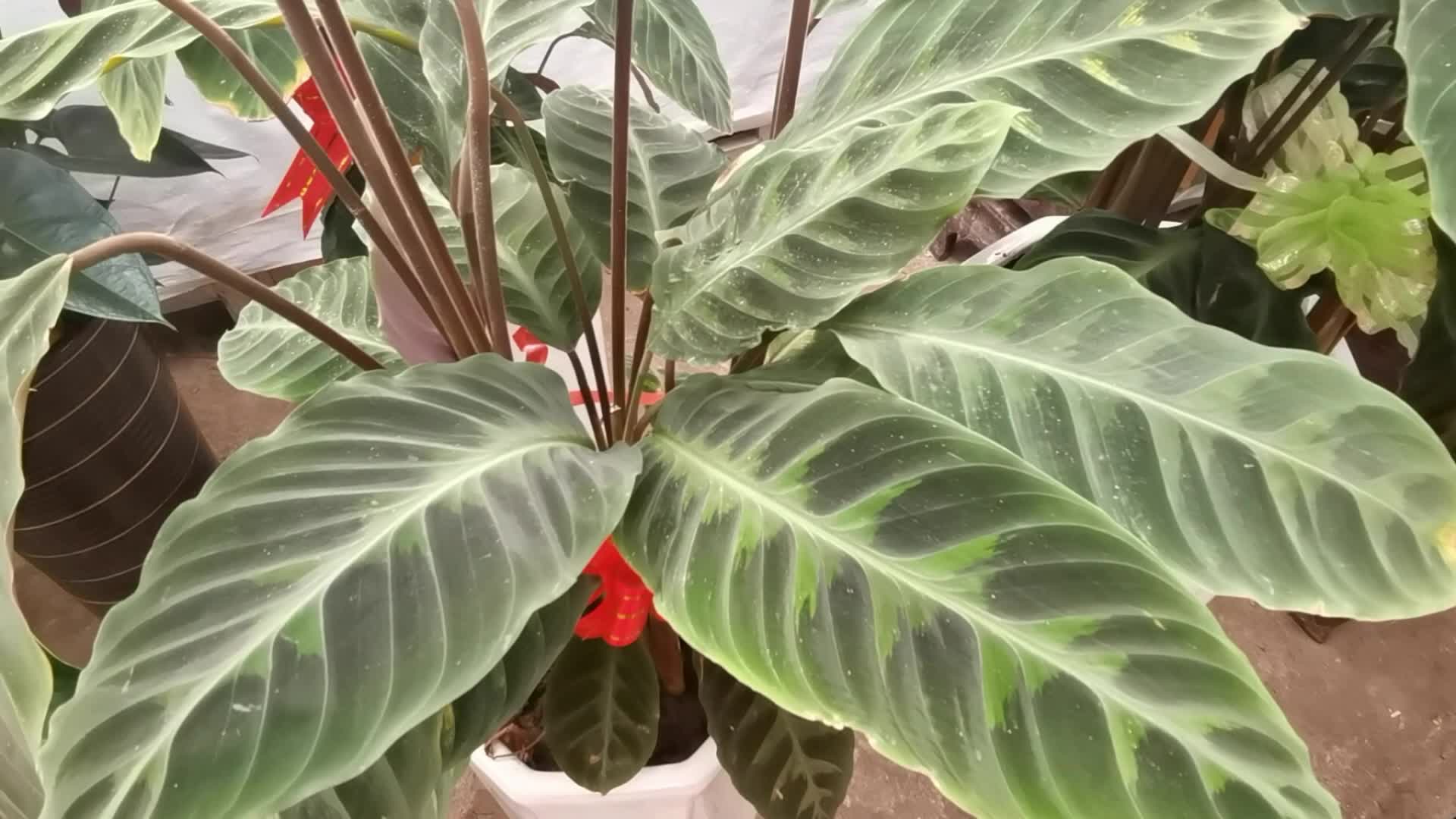 紫背竹芋:优雅与好运并存的室内绿植养护指南