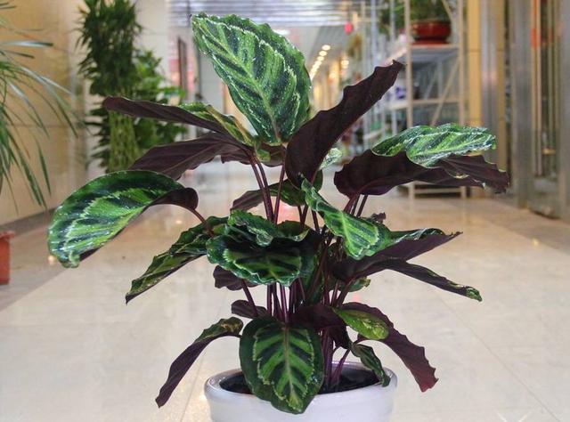 紫背竹芋:优雅与好运并存的室内绿植养护指南