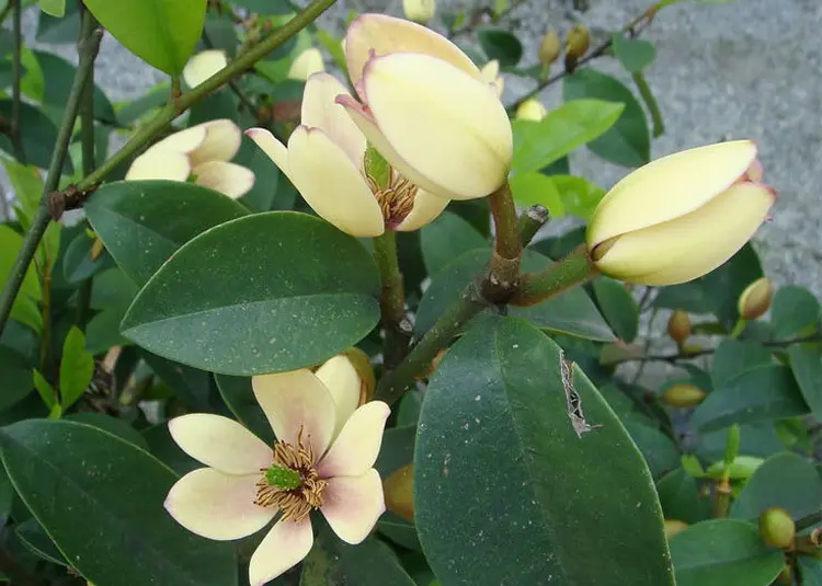 含笑花是什么植物,含笑花开微笑醉人间