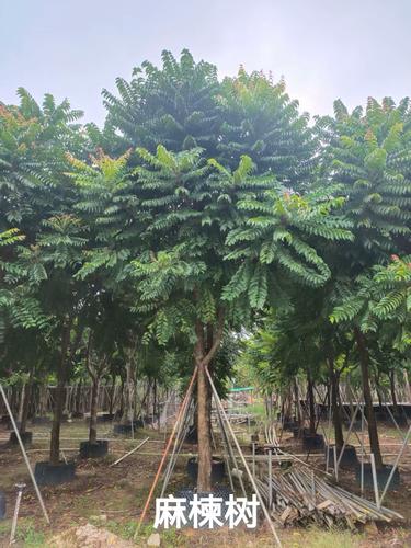 麻楝树:生态与文化交织的绿色传奇