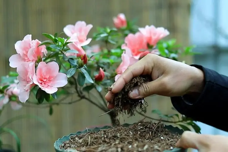 春日花语:杜鹃花专属生长土壤和环境你了解多少?