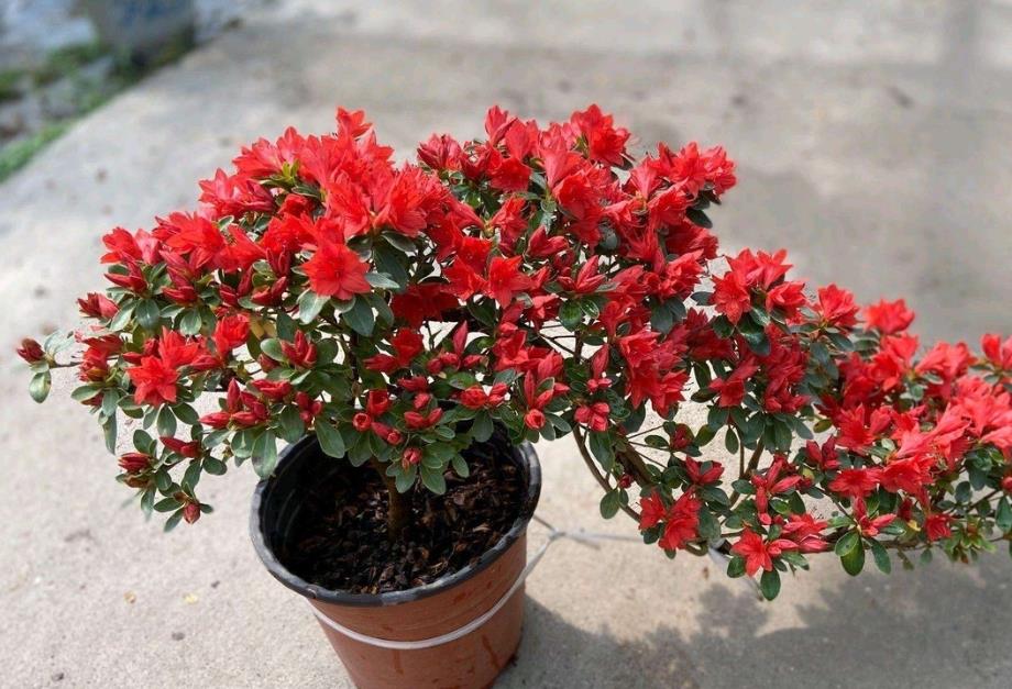 春日花语:杜鹃花专属生长土壤和环境你了解多少?