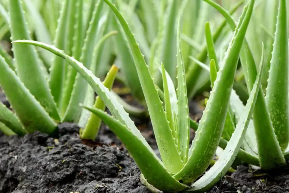 探寻芦荟:芦荟为何被誉为自然界的“灵草”