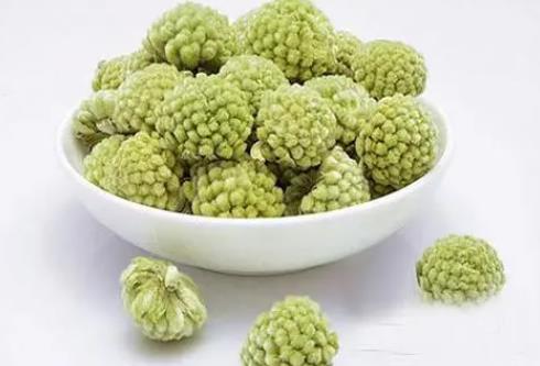 <b>绿萝花-药用价值与禁忌并存的神奇之花</b>