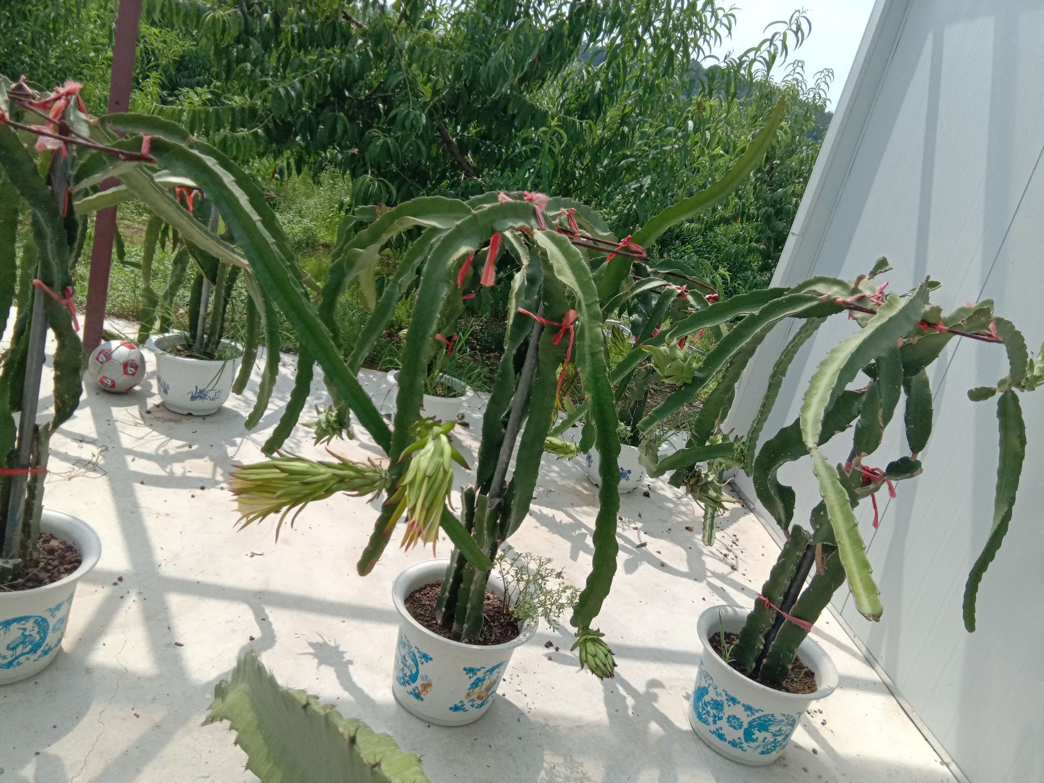 火龙果家里种在花盆里可以吗?