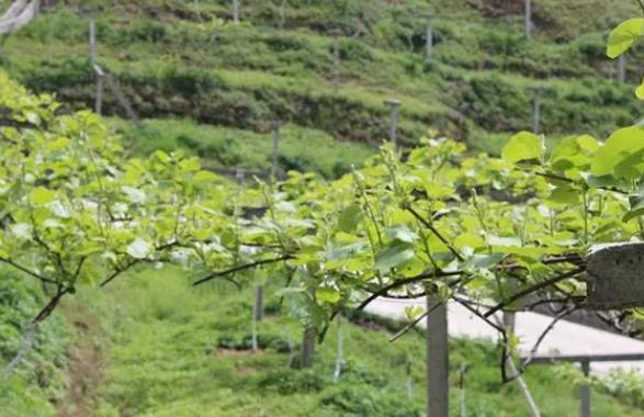 <b>猕猴桃果苗什么时候可以种植，丰收从种植黄金时机开始</b>