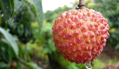 <b>荔枝蒂蛀虫防控：科技赋能，守护每一颗甜蜜果实</b>