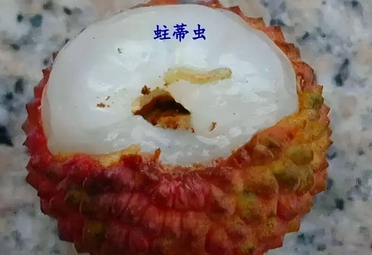 荔枝蒂蛀虫防控:科技赋能,守护每一颗甜蜜果实