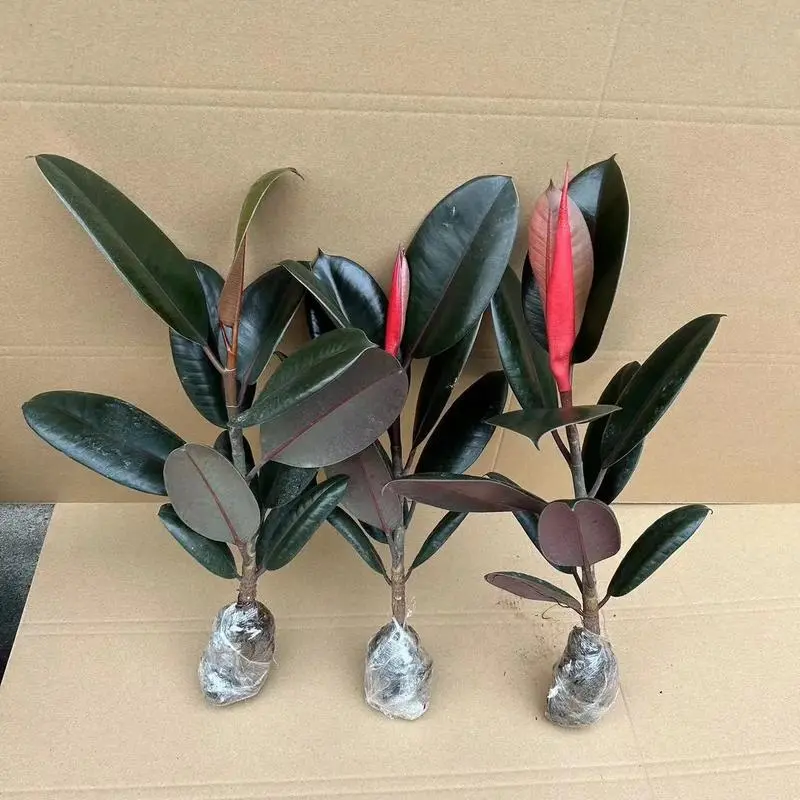 橡皮树:甲醛的克星,空气净化的绿色绿植