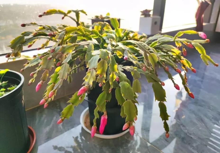 冬日花仙子蟹爪兰:如何掌控开花温度条件?
