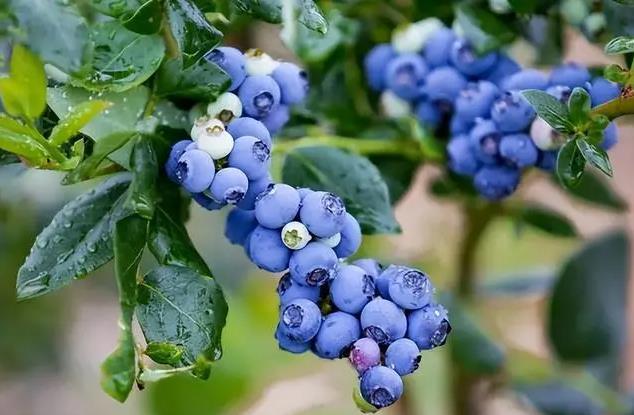<b>盆栽蓝莓技巧，蓝莓家里阳台能种吗？</b>
