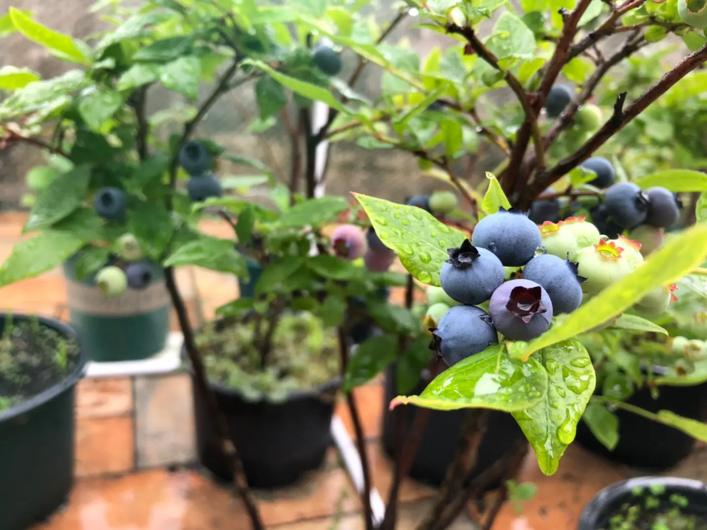 盆栽蓝莓技巧,蓝莓家里阳台能种吗?