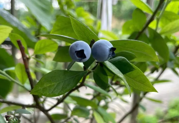 盆栽蓝莓技巧,蓝莓家里阳台能种吗?