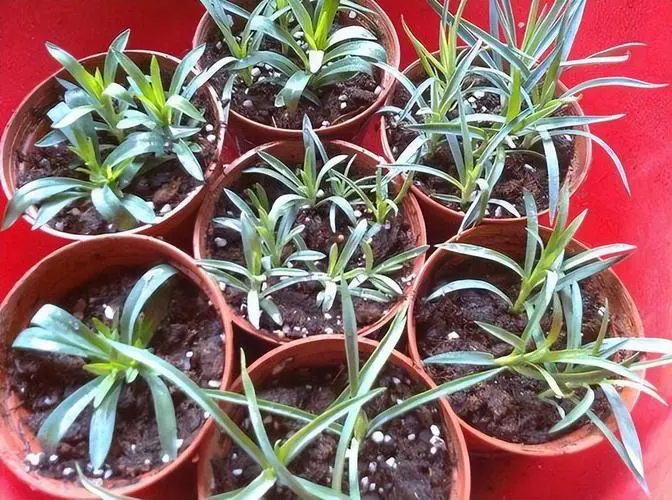 阳台上的花漾生活:康乃馨盆栽视频养殖技巧